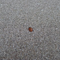 GirlsWildCat 080 : GirlsWildCat